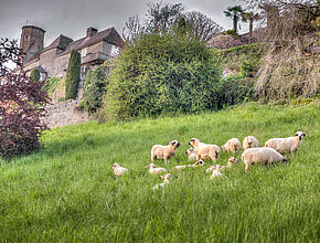 Agrandir l'image (fenêtre modale)