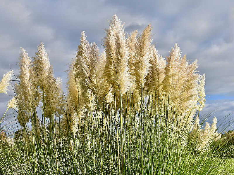 L'herbe de Pampas - Site officiel de la ville de Lescar